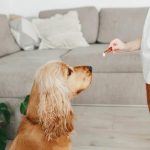 Can Dogs Safely Enjoy Milk? Let&rsquo;s Explore