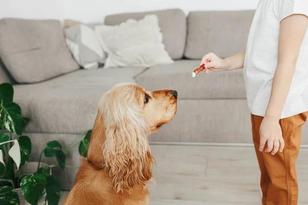 Can Dogs Safely Enjoy Milk? Let&rsquo;s Explore